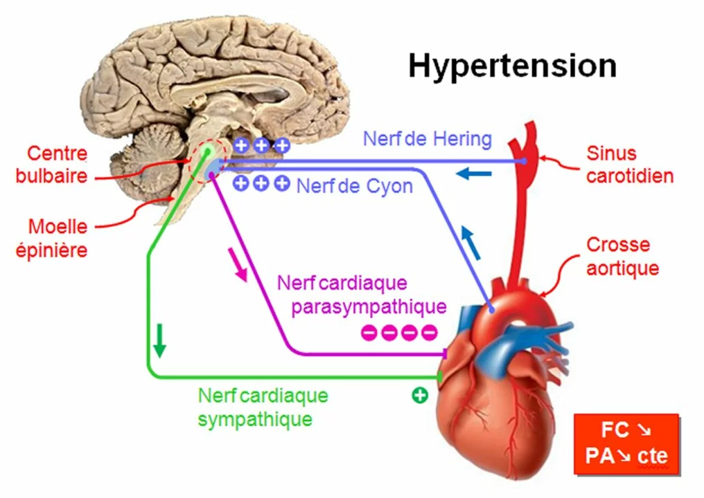 La Relation Entre les Lipoprotéines de Faible Densité et l'Hypertension Artérielle